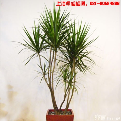 上海室內空氣質量檢測中心-上海CMA檢測報告